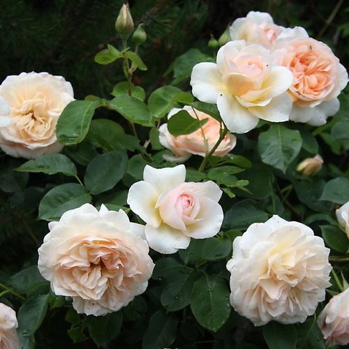 Gärtnerei - Rosa Perdita - gelb - englische rosen - stark duftend - David Austin - Sie repräsentiert stark duftende, apricot-cremefarbene, regelmäßig rosettenförmige Blumen.